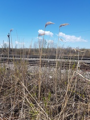 Phragmites australis