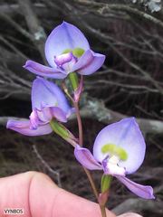 Disa graminifolia