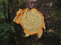 Biscogniauxia nothofagi