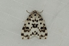 Aemene clarimaculata