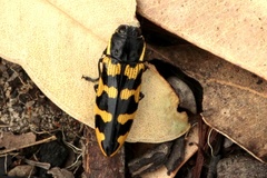 Cyrioides imperialis