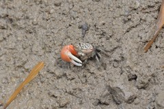 Tubuca acuta
