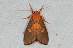Ammatho roseororatus
