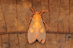 Ammatho roseororatus