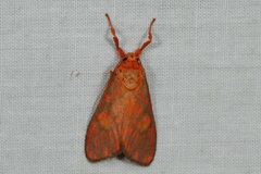 Ammatho roseororatus