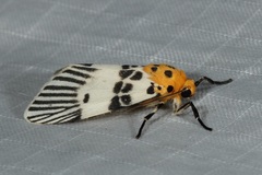 Ammatho maculifasciata