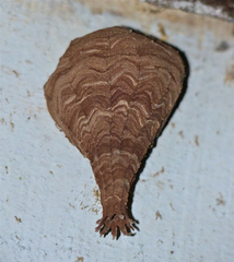 Eustenogaster calyptodoma