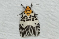 Ammatho maculifasciata