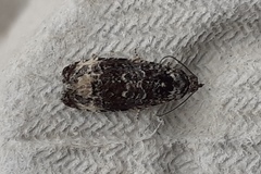 Apotomis betuletana