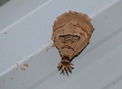 Eustenogaster calyptodoma