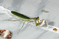 Ammatho maculifasciata