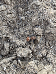 Dasymutilla bioculata