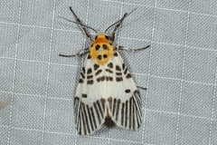 Ammatho maculifasciata