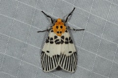 Ammatho maculifasciata
