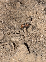 Dasymutilla bioculata