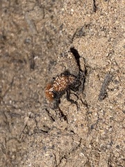 Dasymutilla bioculata