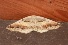 Prochoerodes forficaria