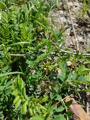 Astragalus schelichowii