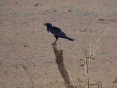 Corvus albus