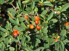 Daphne alpina