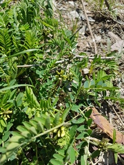Astragalus schelichowii