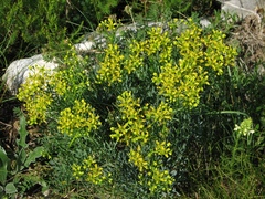 Ruta divaricata