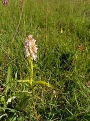 Dactylorhiza incarnata