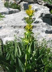 Gentiana lutea symphyandra