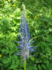 Phyteuma persicifolium