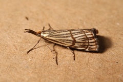 Chrysocrambus dentuellus