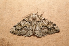 Cleorodes lichenaria