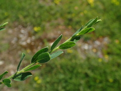 Genista pilosa
