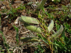 Genista pilosa
