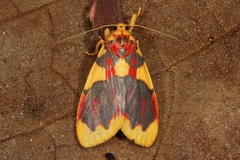 Barsine rubricostata