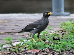 Acridotheres javanicus