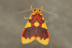 Barsine rubricostata