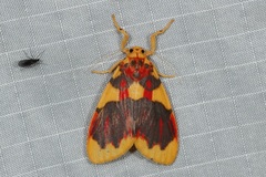 Barsine rubricostata