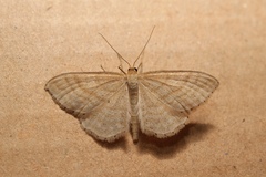 Idaea macilentaria