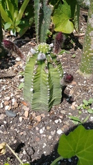 Echinopsis subdenudata