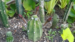 Echinopsis subdenudata