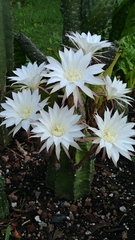 Echinopsis subdenudata