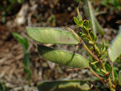 Genista pilosa