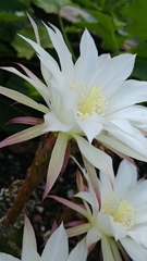 Echinopsis subdenudata