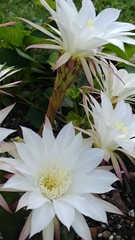 Echinopsis subdenudata