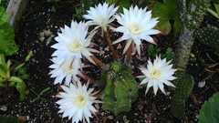 Echinopsis subdenudata
