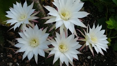 Echinopsis subdenudata