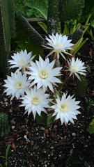 Echinopsis subdenudata