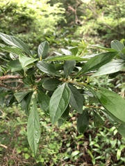 Lindera erythrocarpa