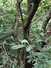 Lindera erythrocarpa