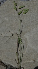 Bromus briziformis